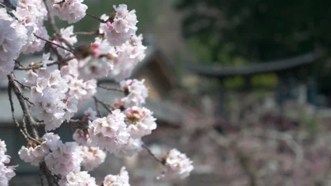 Cherry Blossoms Swaying in the Wind with Defocused Tori Gate Stock Footage 307171766