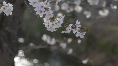 Cherry Blossoms Swaying in Wind with Defocused Stream in Background (TILT UP) Stock Footage 312007215