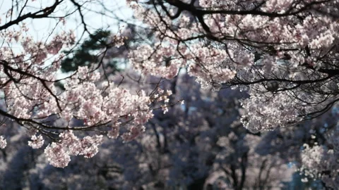 Cherry Blossoms Swaying in the Wind (Focus In) Stock Footage 150191269
