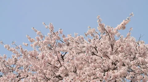 Cherry blossoms swaying in wind Stock Footage 22762489