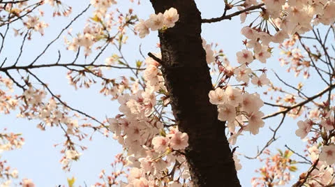 Cherry blossoms swaying in wind Stock Footage 22762504