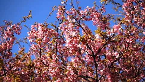 Cherry Blossoms Swaying in the Wind Stock Footage 85697173
