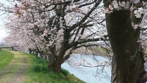 Cherry Blossoms Swaying in the Wind Stock-Footage 87765844