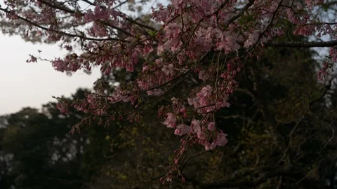 Cherry Blossoms Swaying in the Wind Видео 88484866
