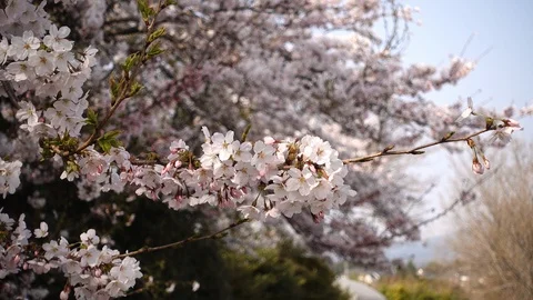 Cherry Blossoms Swaying in the Wind Stock Footage 90209428