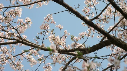 Cherry Blossoms Swaying in the Wind Stock-Footage 90250655