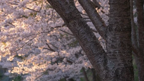 Cherry Blossoms Swaying in the Wind Stock-Footage 90314065