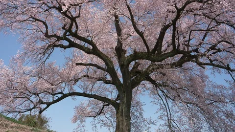 Cherry Blossoms Swaying in the Wind Video stock 91617866