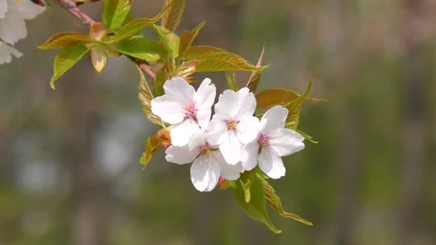 Up of cherry blossoms swaying in the wind Stock Footage 144907415