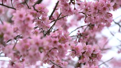 Cherry blossoms swaying in the wind Stock Footage 148364235