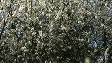 Cherry blossoms swaying in wind Stock Footage 154103716