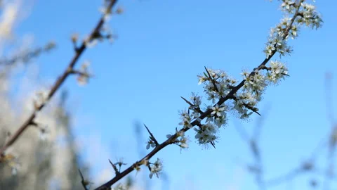 Cherry blossoms swaying in wind Stock Footage 154104143