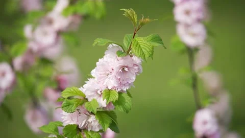Cherry blossoms swaying in the wind Stock Footage 154249024