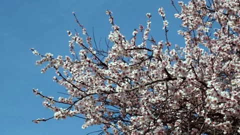Cherry blossoms swaying in the wind Stock-Footage 234551905