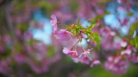 Cherry blossoms swaying in the wind Stock Footage 329673428