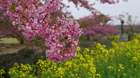 Cherry blossoms swaying in the wind Stock Footage 330064331