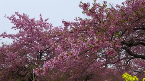 Cherry blossoms swaying in the wind Stock Footage 330064406