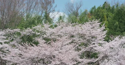 Cherry Blossoms Swaying in the Wind in at Forest (Tilt Up) Stock-Footage 144045553