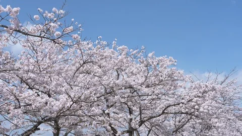 Cherry Blossoms Swaying in the Wind (LOOP) Stockbeeldmateriaal 120934210