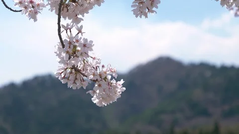 Cherry Blossoms Swaying in the Wind with a Mountain in the Background Stock Footage 90331413