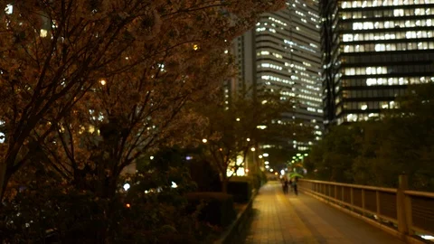 Cherry Blossoms Swaying in the Wind at Night in Tokyo Stock-Footage 90289463