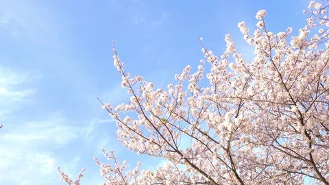 Cherry blossoms swaying in wind over blue sky Video stock 78907270