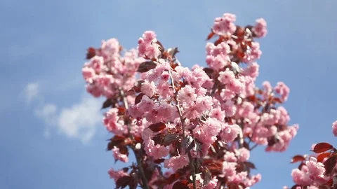 Cherry blossoms swaying in wind over blue sky Stock Footage 109403413