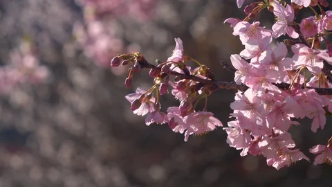 Cherry Blossoms Swaying in the Wind (Rack Focusing) Stock Footage 104028986