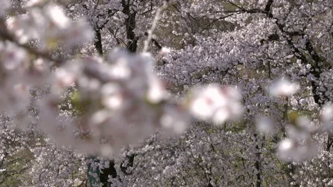 Cherry Blossoms Swaying in the Wind (Rack Focus) Stock Footage 146259816