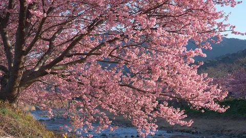 Cherry Blossoms Swaying in the Wind by a River Stock Footage 104530206