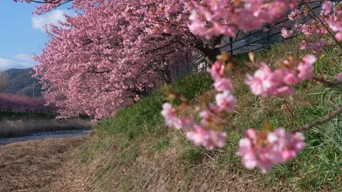 Cherry Blossoms Swaying in the Wind on a River Bank (Focus Pulling) Stock Footage 104938540