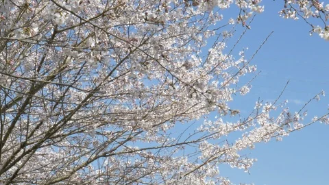 Cherry Blossoms Swaying in the Wind by a River (tilt down) Stock-Footage 111385086