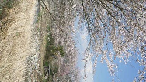 Cherry Blossoms Swaying in the Wind by a River (vertical) Stock-Footage 111385386