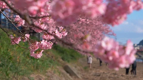 Cherry Blossoms Swaying in the Wind on a Riverbed (Focus Pulling) Stock Footage 104044660