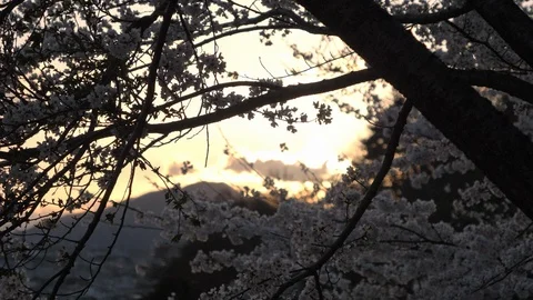 Cherry Blossoms Swaying in the Wind at Sunset Stock Footage 90317530
