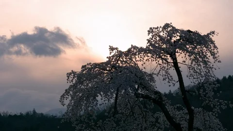 Cherry Blossoms Swaying in the Wind at Sunset Stock Footage 124605559