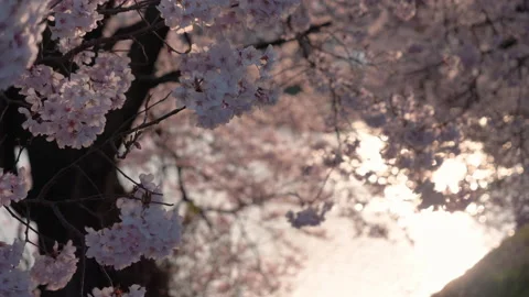 Cherry Blossoms Swaying in the Wind at Sunset with a Bokehed Background Stock Footage 149687348