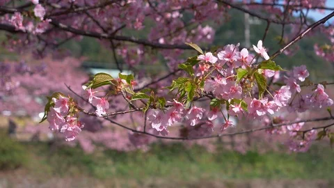 Cherry Blossoms Swaying in the Wind While Tourists Walk by In the Background Stock Footage 103603382