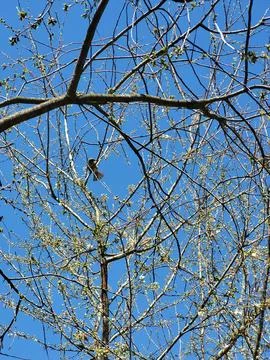 Cherry blossoms on thin branches against blue sky Stock Photos