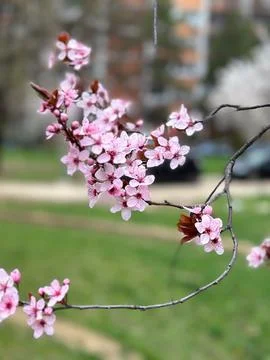 Cherry blossoms on thin branches with a soft background. Concept of spring,.. Stock Photos