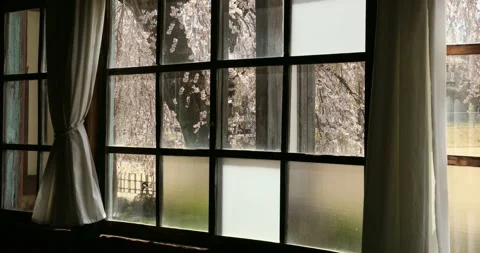 The Cherry Blossoms Through the Classroom Window of Kihara School at the Former Stock Footage 332403009