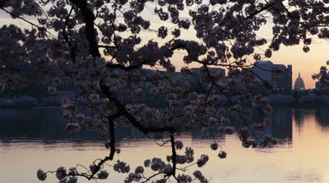Cherry blossoms at the tidal pool in washington dc Stock Footage 26035443