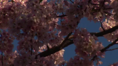 Cherry Blossoms - Tilt Down II Stock Footage 365860