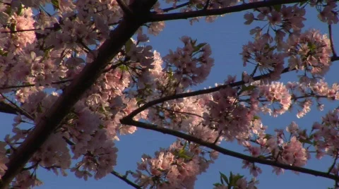 Cherry Blossoms - Tilt Down II Stockbeeldmateriaal 365938