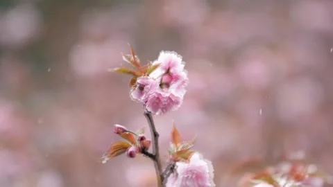 Cherry Blossoms Timelapse Video stock 234626245
