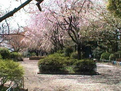 Cherry Blossoms (Tokyo) 스톡 동영상 88542