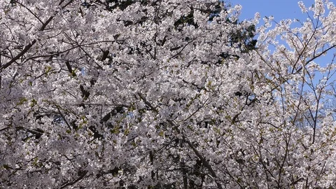 Cherry blossoms in Toronto Canada in the spring Stock Footage 89560493
