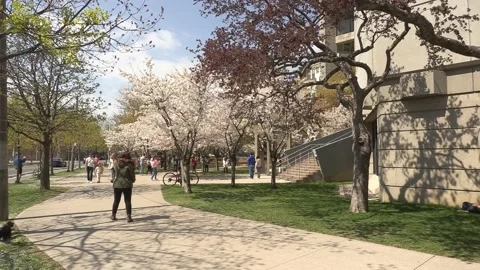 Cherry blossoms in Toronto during COVID 19 pandemic lockdown 库存影片 152959655