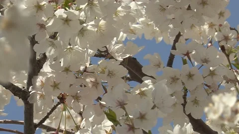 Cherry blossoms in Toronto during COVID 19 pandemic lockdown Видео 152959707