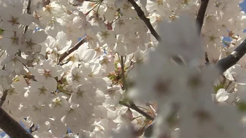 Cherry blossoms in Toronto during COVID 19 pandemic lockdown Stock-Footage 152959739
